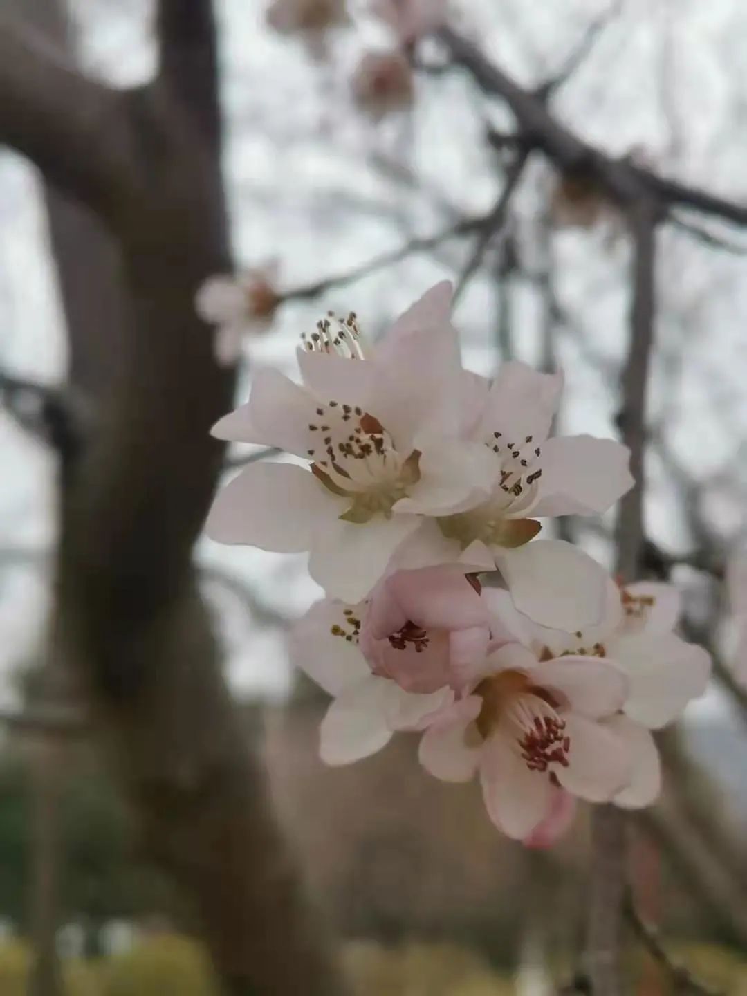 是的，花开了！