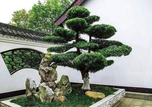 有经验的人,只喜欢这3种花,寓意好放在家里价值高