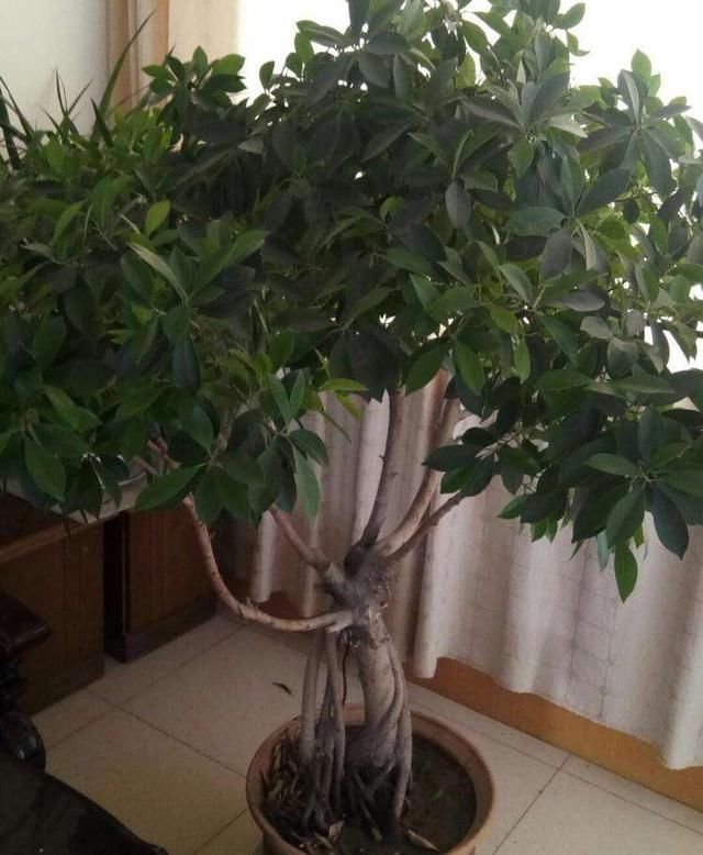 新叶|养盆栽榕树,一个小方法,新叶嫩叶蹭蹭长,枝繁叶茂,越长越旺