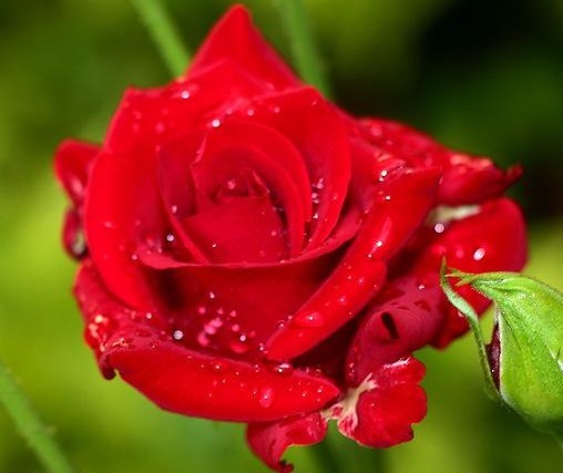 此款植物最耐寒，适合秋冬养殖，花艳易爆盆，开花一簇一簇，超美