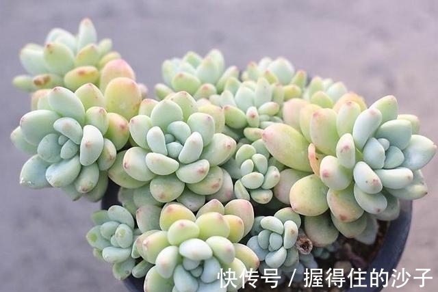 养护|12款多肉天生就爱凑热闹,爆盆群生是强项,花友:养起来真过瘾
