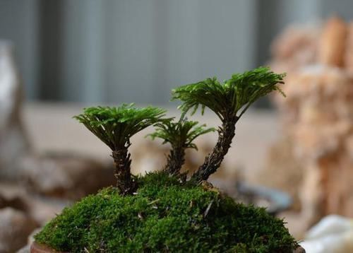 它是花卉界的“小强”,5年不浇水也能活,检测环境,做盆景更棒