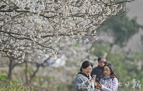 樱桃花开客人来