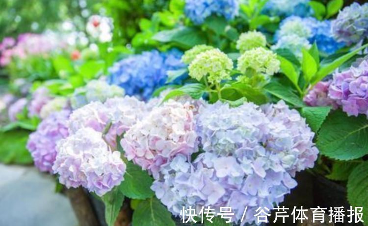 散光|4种花养家里，耐旱又耐晒，花开就爆盆，漂亮又好养！