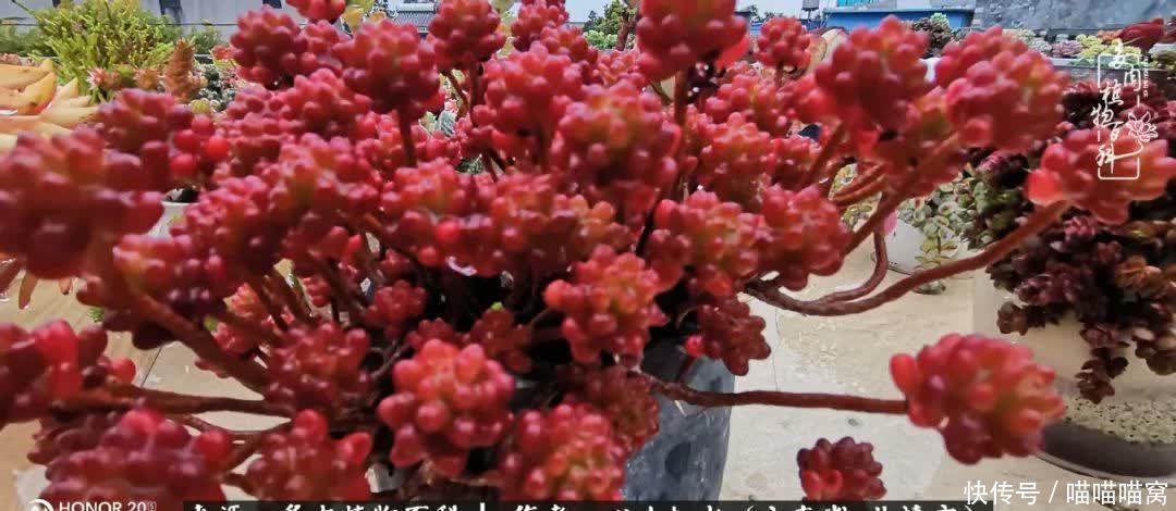 多肉|你是爱,是暖,是希望,你是人间四月天!