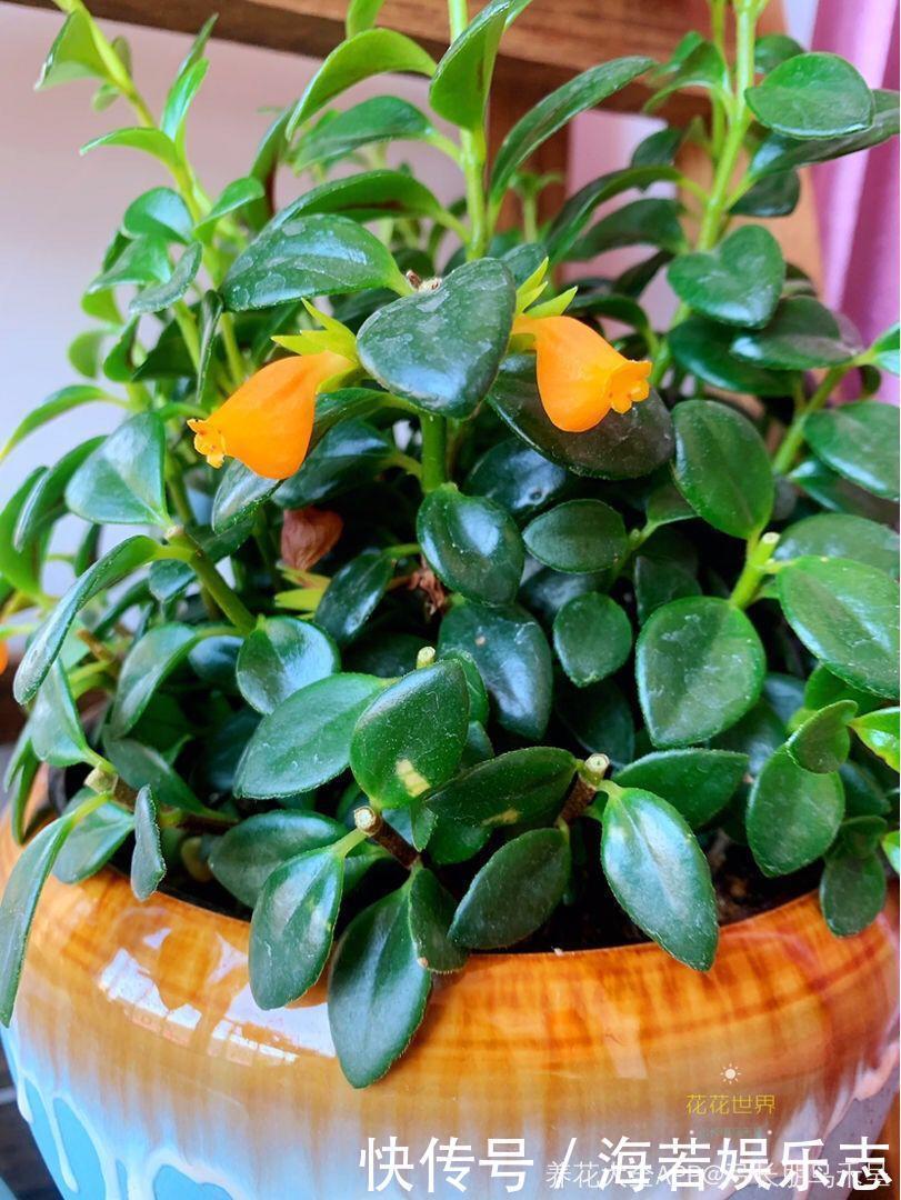珠子|家里养了这花,小孩最喜欢,好看好玩太值了!