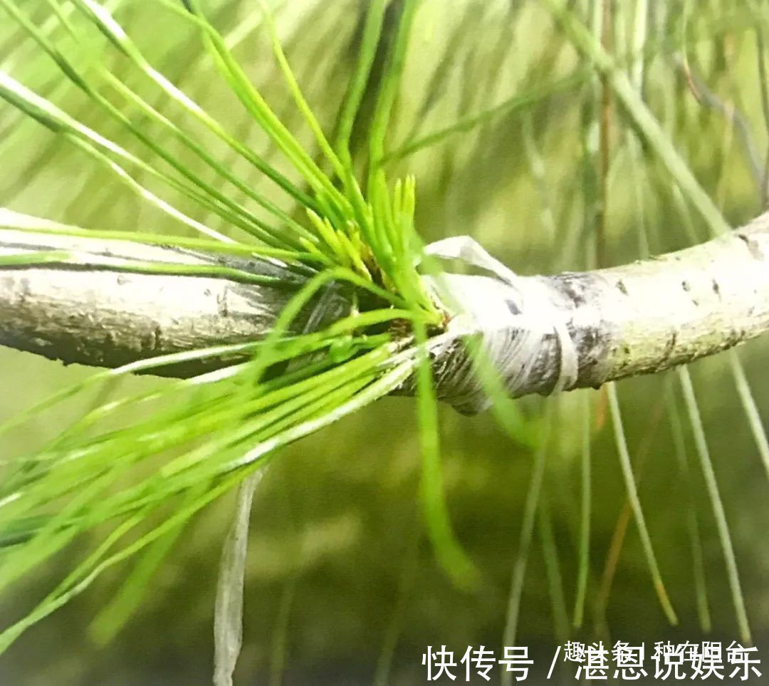 嫁接|罗汉松芽接案例分享，台长教你玩出别出心裁的岭南盆景！