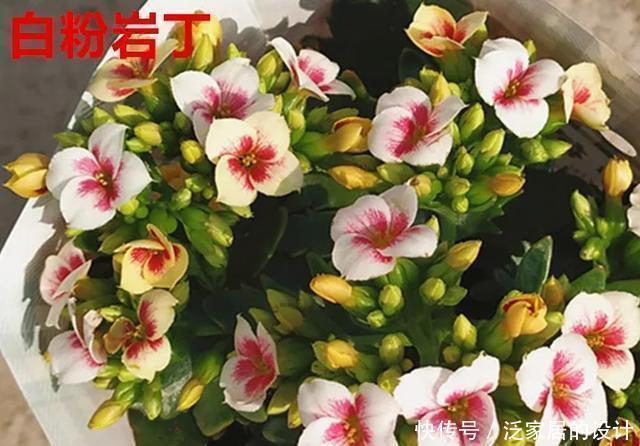 花友们,这花越养越上瘾,入坑成了品种控,家里开成花海洋