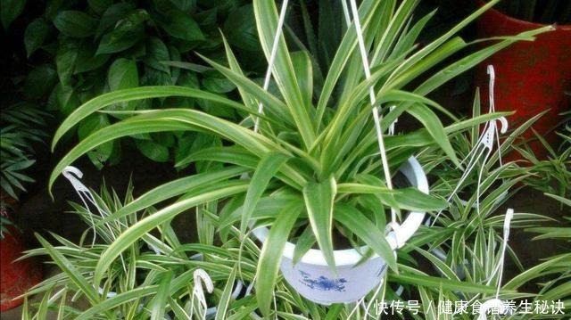 家里吊兰开花,是留还是剪,花友们这样做!