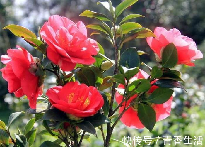 秋天一点也不枯燥，养几盆五颜六色的花，放在阳台上就能开花爆盆