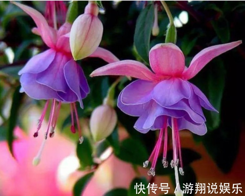 宫灯|世界上“最美”的垂吊花,看一眼就疯狂爱上他,你呢