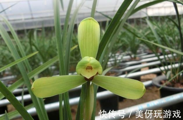 兰花瓣型详细解说，快来瞧瞧您养的兰花是什么瓣型吧