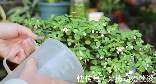 植株|金枝玉叶如何养好？做好这关键几点，开出灿烂的花朵