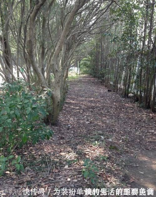 养花|营养土还在买?3种东西混一混,变成万能花土,养啥旺啥!