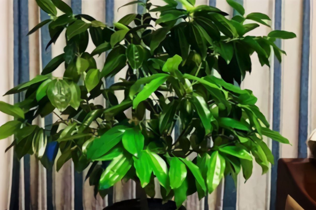 叶片|客厅养开花植物不合适,养3种绿叶树,不仅寓意好,还能净化空气