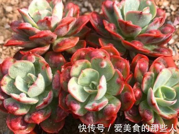 多肉雨滴有多美