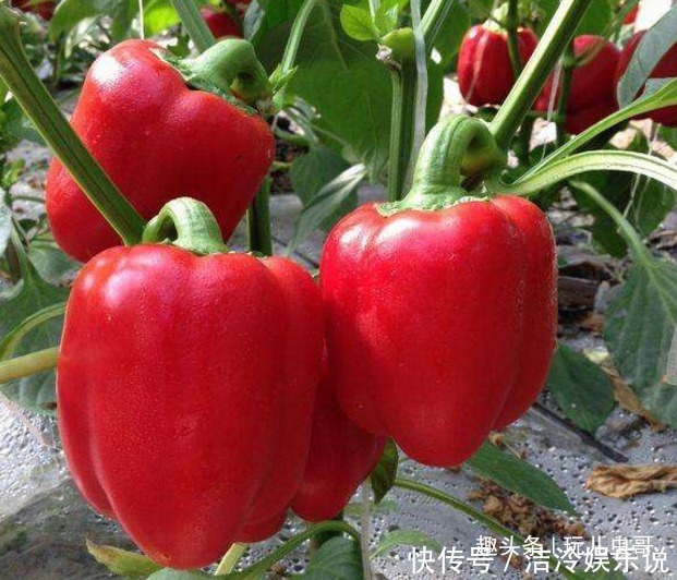 紅燈籠辣椒去濕解毒，舒緩神經(jīng)，掌握三項，種出優(yōu)質(zhì)紅燈籠辣椒來