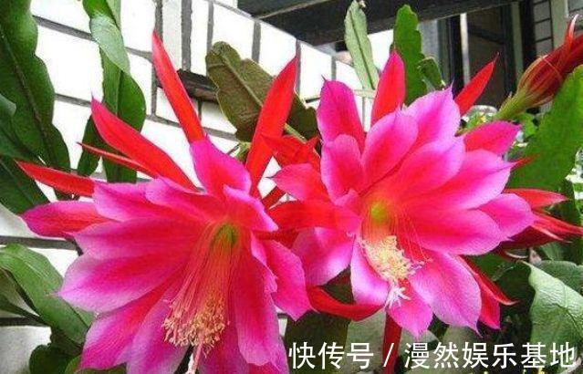 观赏价值|3种花很漂亮，好养易活能爆盆，花香四溢飘满屋，美爆了