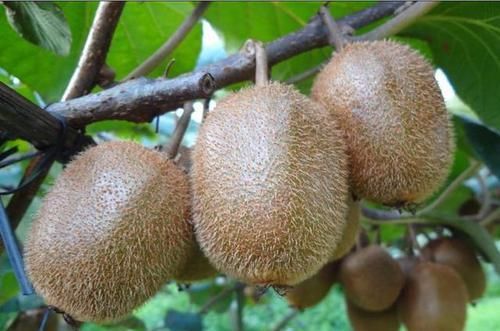 对女性很好的3种食物，立春后常吃一些，排毒护肤，更显年轻