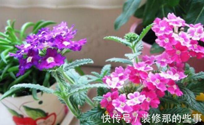 花卉|从9月13日开始,家养此款花卉,花朵大花期长,香飘四溢