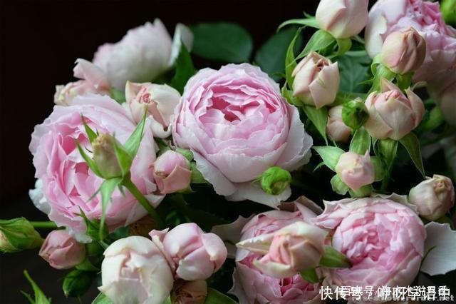 粉色|5款唯美粉色月季。美人如玉粉妆琢，粉色娇羞白如雪。抗病好养