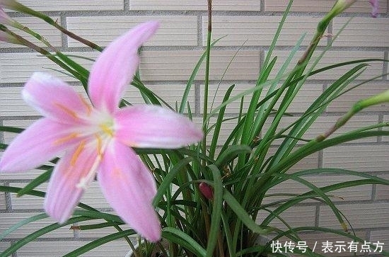 上班族适合养的花,浇点水就开花,有光就爆盆,一开就是300多