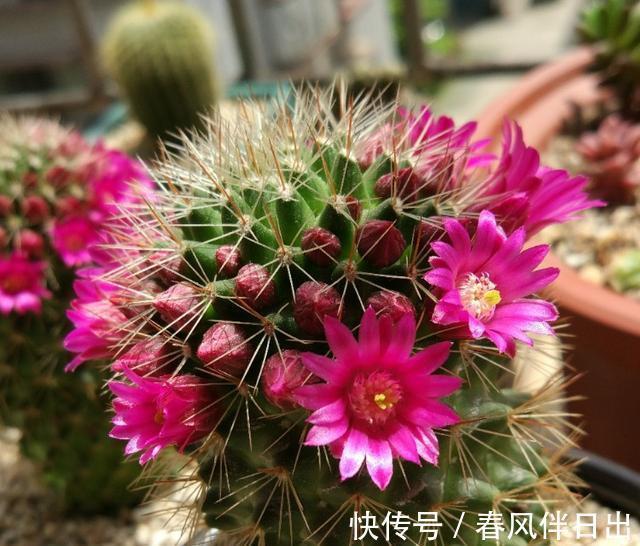 开花|这四种花是“旱鸭子”,叶片干焦也别急着浇水,旱养才能顺利开花