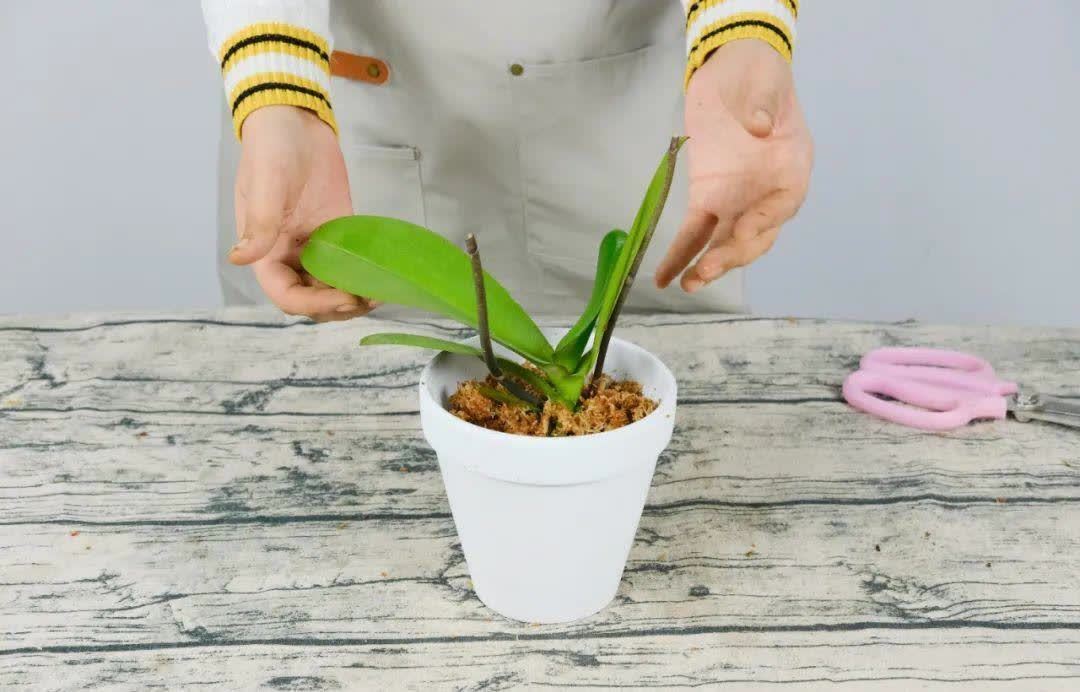 蝴蝶兰开花不是一次性，花后剪一剪，还能继续开花