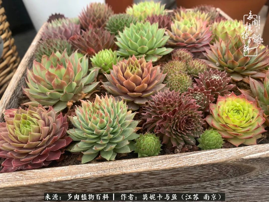 这多肉拼盘这么仙!如何制作达人手把手教你制作长生草拼盘!