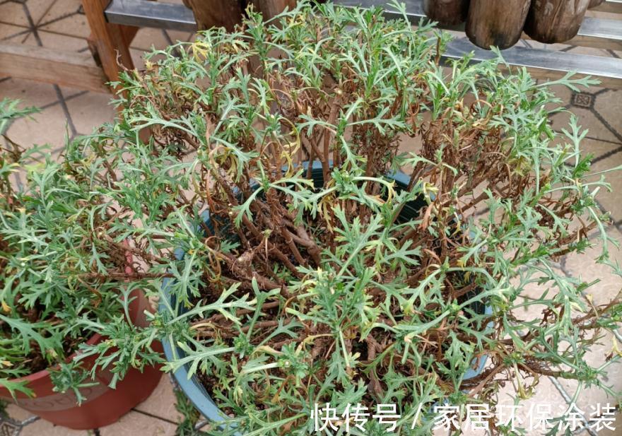 7种花养老桩不好，多扦插、养嫩苗，才能年年开花