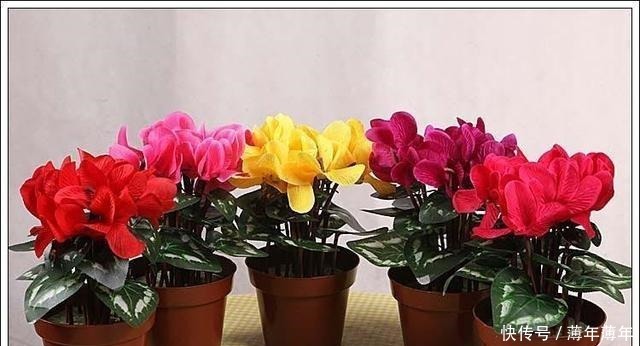 球茎|养仙客来，掌握3点，花朵开不败，一年一轮回！