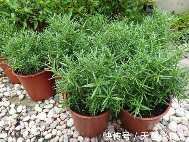 薄荷|“蚊子”不喜欢的“3种花”，现在养一盆，夏天正好驱蚊虫