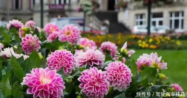 这8种懒人花,花期长,好看又好养!这8种懒人花,花期长,好看又好养!