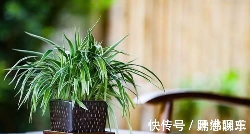 室内|17种适合生长在弱光处的室内植物,可以摆放在家里的任何角落