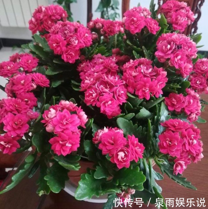 花友|5种花是爆盆“能手”，好养易活，开起花来“拦”不住，美不胜收