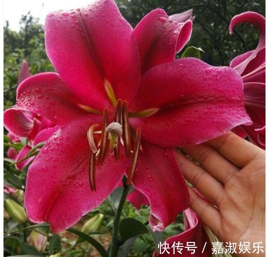 百合花|此种花比玫瑰香，花朵比2个手掌大，养在院子里人见人夸