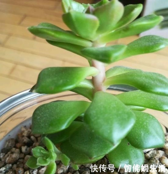 徒长|蒂亚徒了，都可以召唤“神龙”，手一痒，全都拔了！