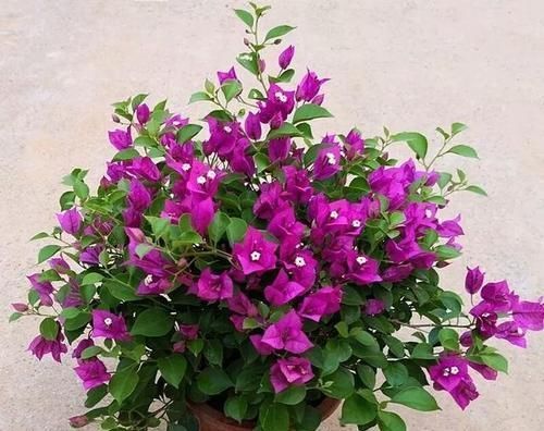 新芽|给三角梅换盆,选对时间,10天冒新芽,年年有花赏