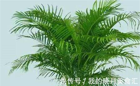 养花试试这几款,放在室内可以增强蒸腾作用,增加空气湿度