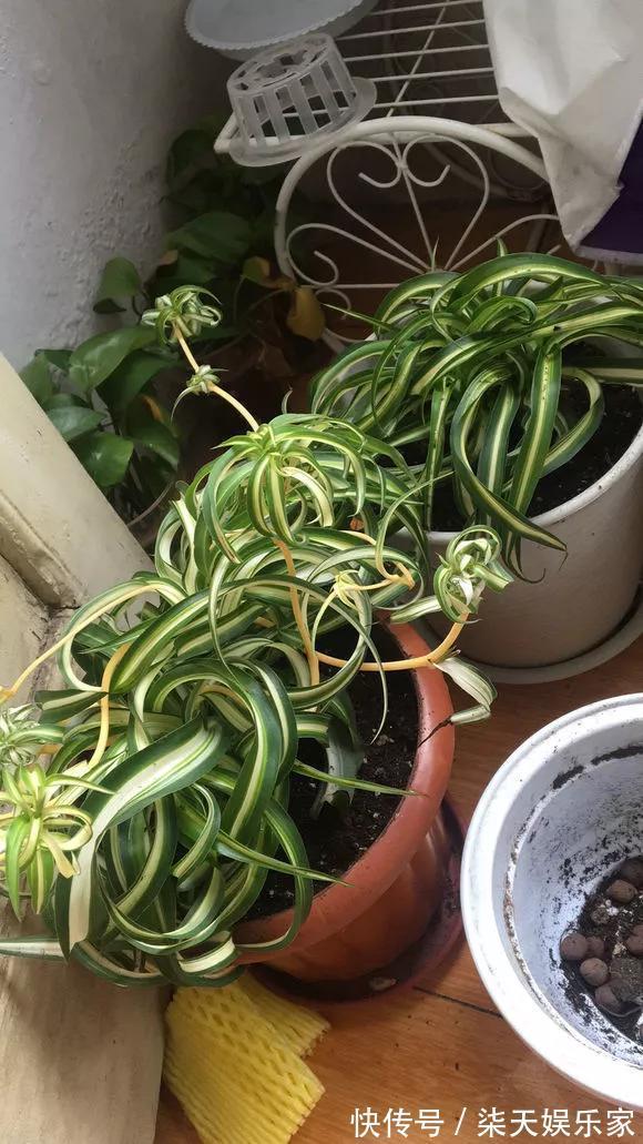 4种花爱“吃土”，1年不换盆，盆里全是根不见土，换盆才能长好