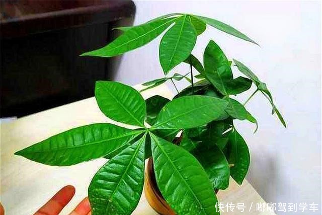 冬天养发财树,做好“1多1少1控制”,叶子翠绿,春天蹭蹭长!