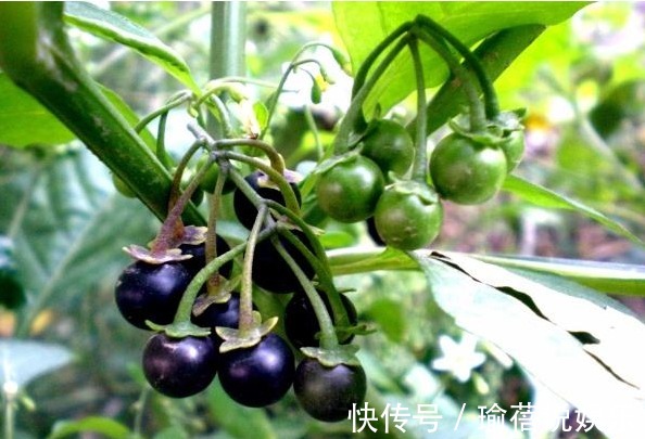 农作物|农村一种“黑色”野果，殊不知它还可散瘀消肿，清热解毒