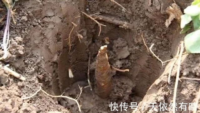 党参|根似人参,曾是穷苦人的“救命草”,煲汤养肝养胃,不妨来认识下