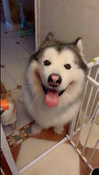 |搞笑GIF:坐公交遇到盲僧了,我该不该跳车