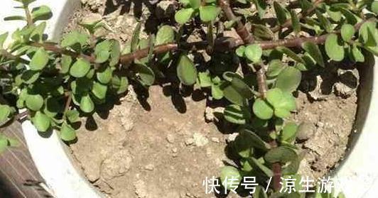 3种垃圾扔花盆，疏松透气，营养高，再也不用担心土壤板结了