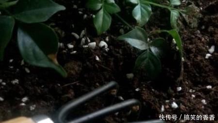 土壤|养花就用松针土,养啥旺啥,自己在家就能做,比买来的营养土好