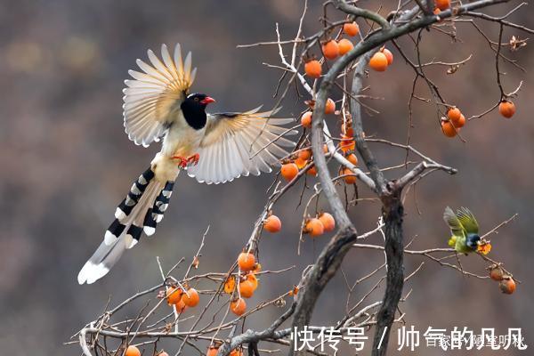 七律@律诗/七律《鸿鹊》