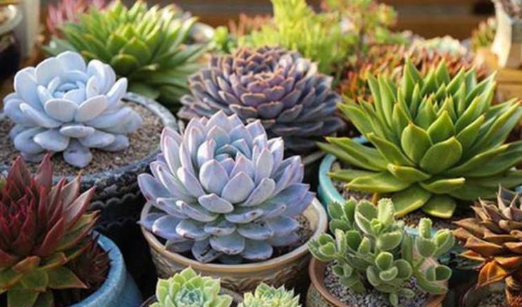 浇水|多肉应该怎么养？很多花友都做错了，教你多肉的正确养护方法