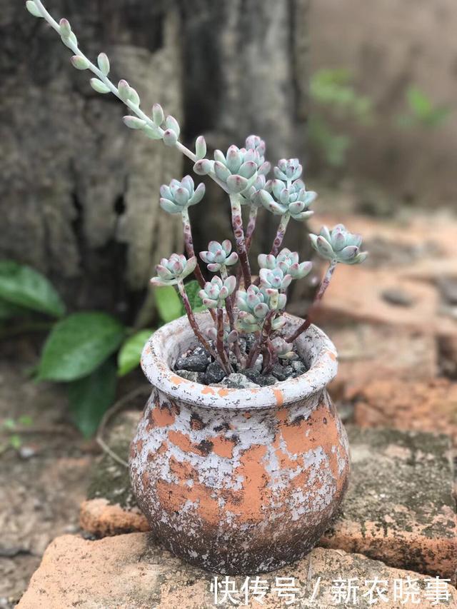 肉肉|当多肉进入了农村,你还相信这是你当宝贝一样的肉肉吗