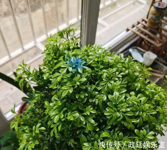 米兰花怎么养？腐殖土配松针，多晒太阳，放在客厅就能开花